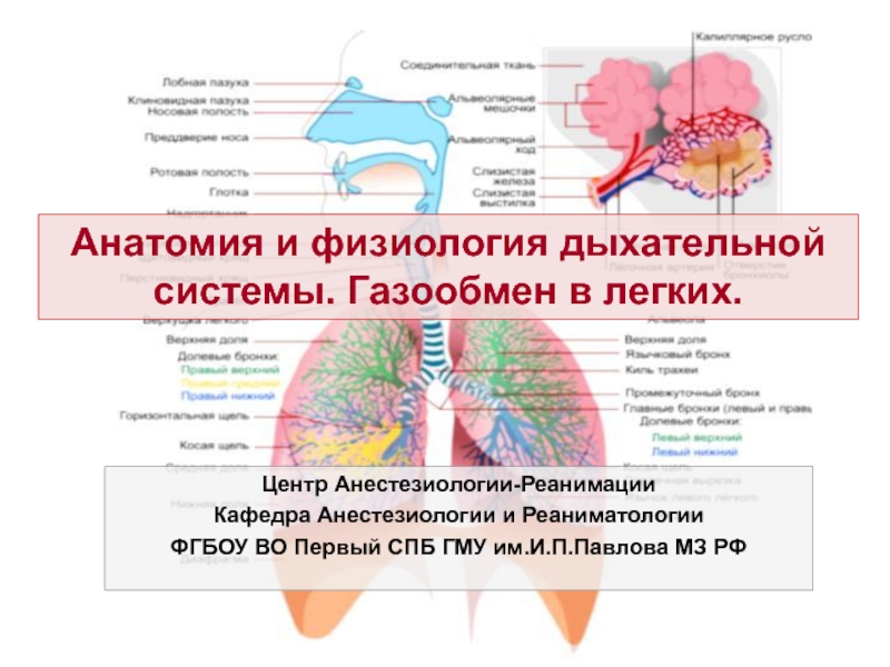 Анатомия и физиология дыхательной системы. Газообмен в легких.
Центр