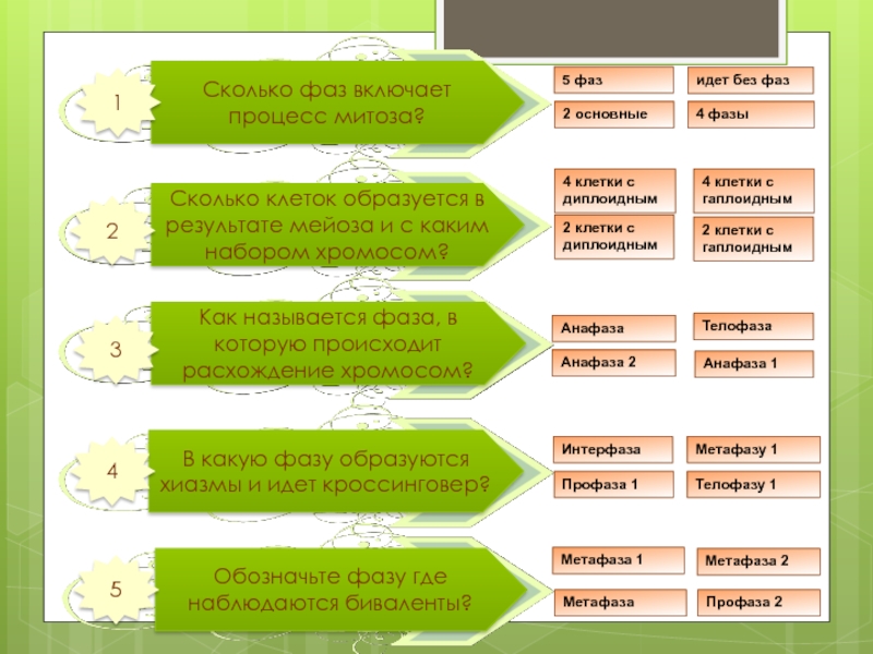 Сколько биологии. Сколько фаз АМО. Сколько стадий в 1 блоке. Проверьте свои знания 1 сколько новых клеток образуется.