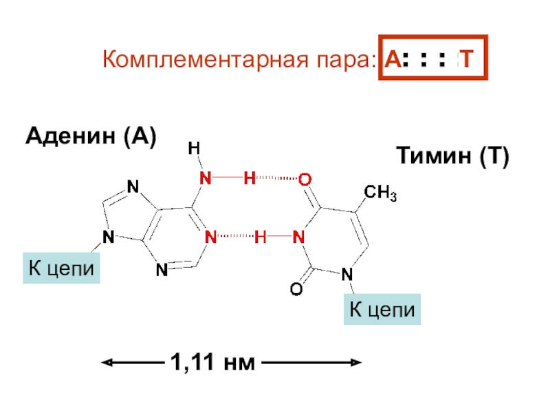 Гуанин и цитозин водородные связи. Аденин урацил гуанин цитозин комплементарность. Аденин Тимин. Комплементарная пара аденин Тимин. Строение комплементарной пары аденин Тимин.