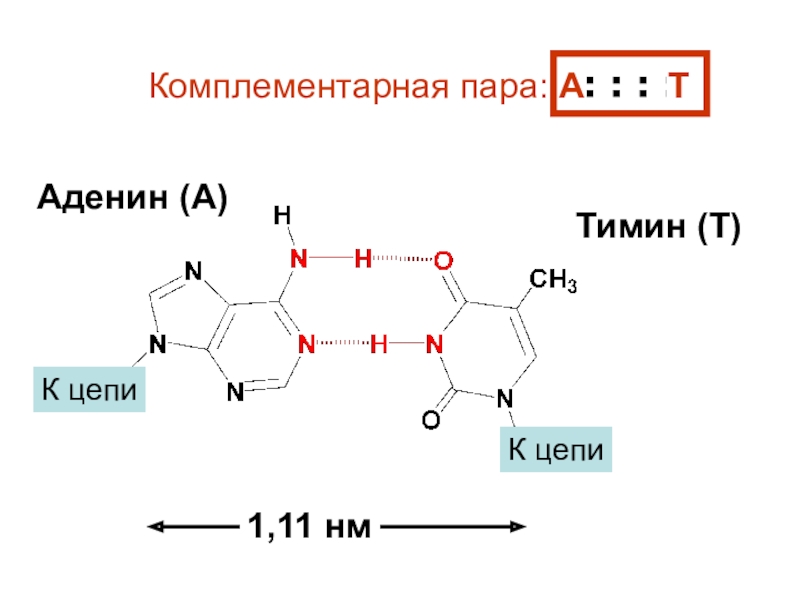 Тимин в днк. Аденин Тимин. Комплементарная пара аденин Тимин. Комплементарная пара урацил аденин. Комплементарность нуклеотидов аденин гуанин Тимин.