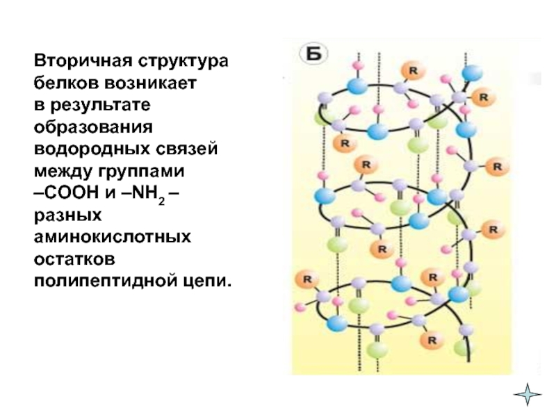 Белки соединение в цепи. Альфа спираль вторичной структуры белка. Водородные связи в белках схема. Схема образования вторичной структуры белка. Вторичная структура белки химия.