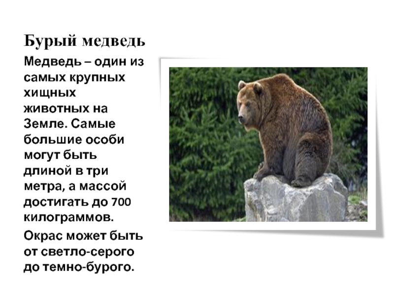 Описание фото камчатский бурый медведь 5 класс