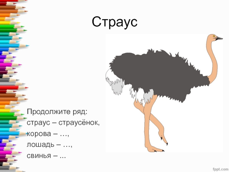 Звуковая схема страус - 87 фото