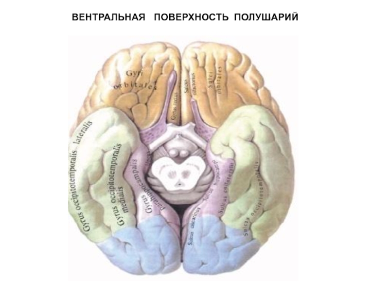 Нижнее полушарие мозга. Нижняя поверхность головного мозга извилины. Извилины головном мозге анатомия нижняя поверхность. Борозды и извилины нижней поверхности полушария большого мозга. Нижняя поверхность полушарий большого мозга борозды.