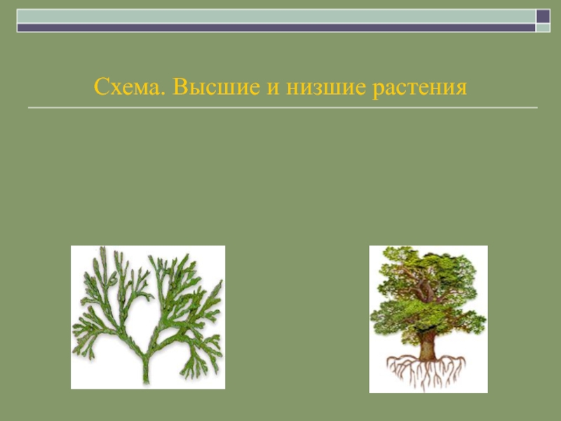 Три примера низших растений. Высшие растения. Высшие и низшие растения. Низшие растения представители. Нисшых растения.
