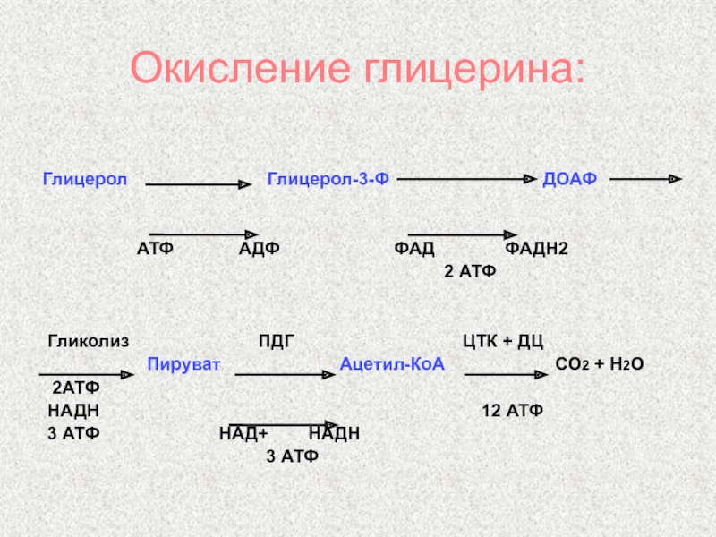 Глицерин и глицерол. Окисление глицерина до со2 и н2о реакции. Схема окисления глицерола. Окисление глицерина до со2 и н2о биохимия. Окисление глицерина биохимия схема.