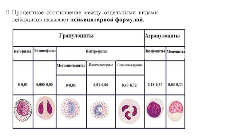 Лейкоцитарная формула презентация