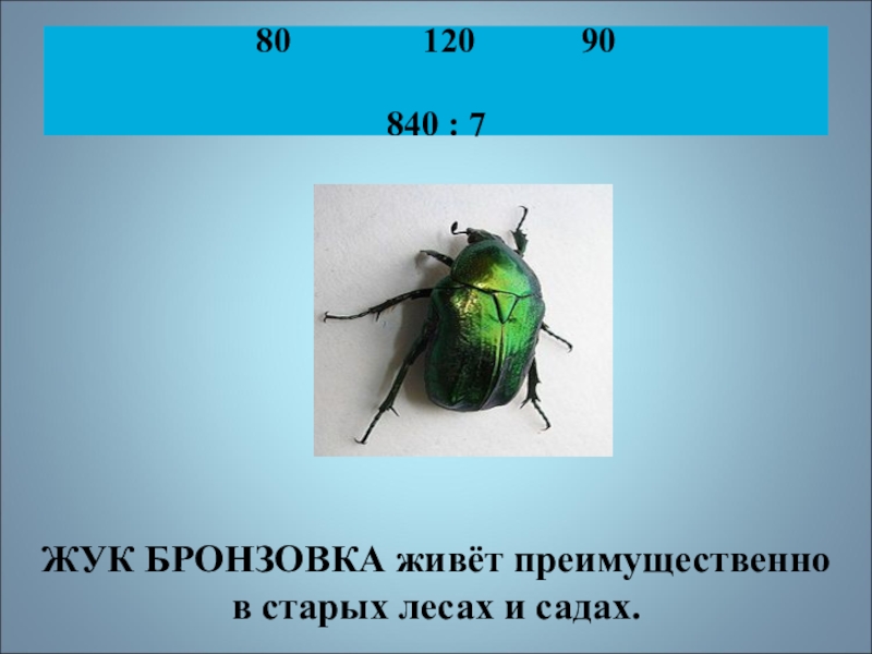 Какой тип развития характерен для бронзовки обыкновенной изображенной на рисунке