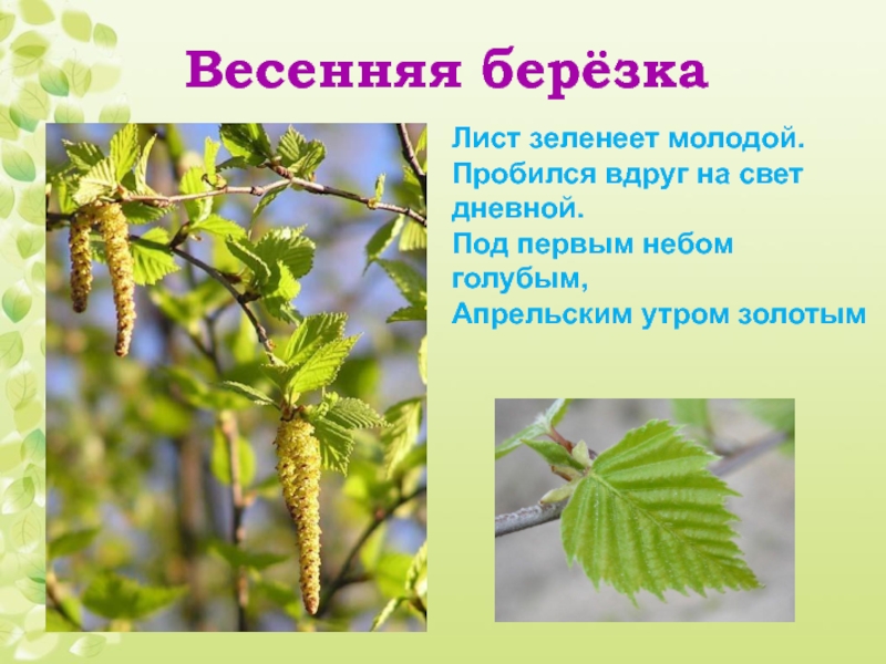 Хороша березка весной. Лист зеленеет. Лист зеленеет рассказ. Тема лист зеленеет. Сочинение на тему лист зеленеет.