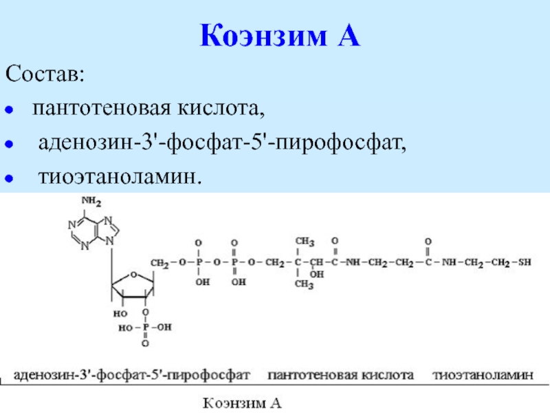 Состав аденозина отражается схемой