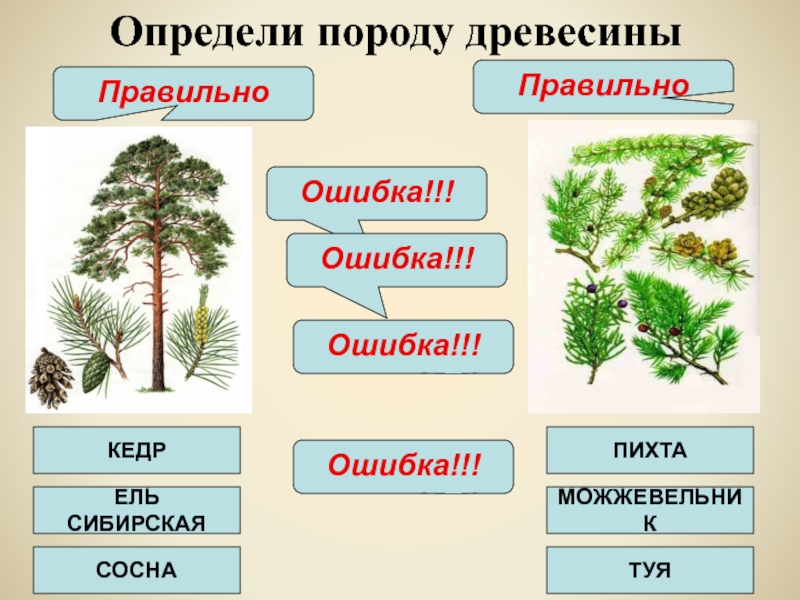 Высокое дерево определить род. Определи деревья. Дерево определение. Порода определение.