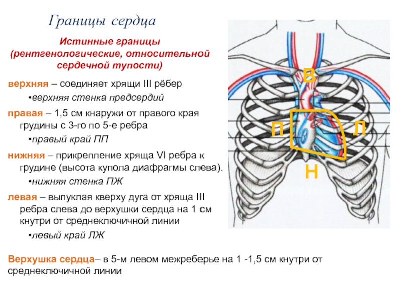 Границы сердца фото