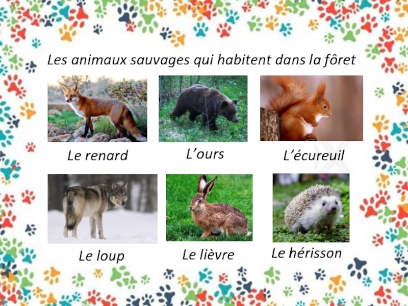 Les sauvages. Французский язык животные презентация. Les animaux sauvages картинки.