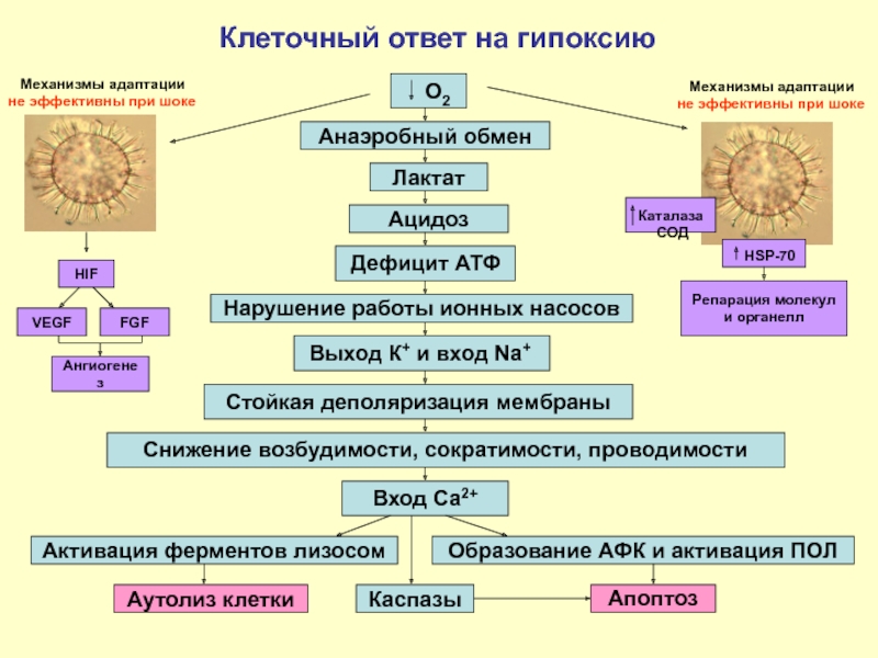 Нарушения клеток. Патогенез гипоксии схема. Гипоксия клеток. Повреждение клеток при гипоксии. Гипероксия патогенез.