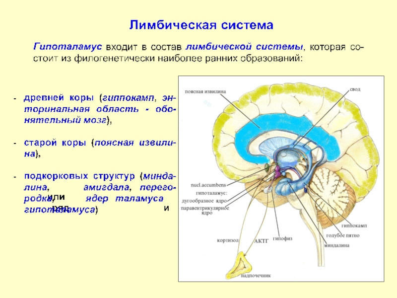 Передний мозг центр регуляции. Лимбическая система гиппокамп функции. Структуры лимбической системы головного мозга функции. Лимбическая система: структуры и их связи. Гипоталамус лимбическая система ретикулярная формация.