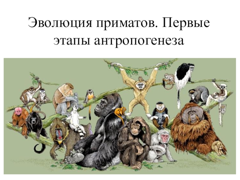 Презентация Эволюция приматов. Первые этапы антропогенеза