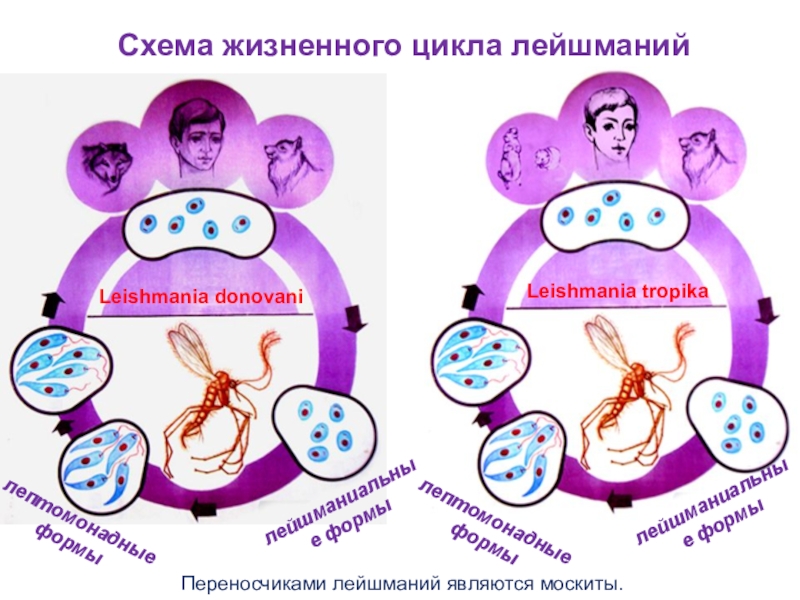 Жизненный цикл лейшмании схема