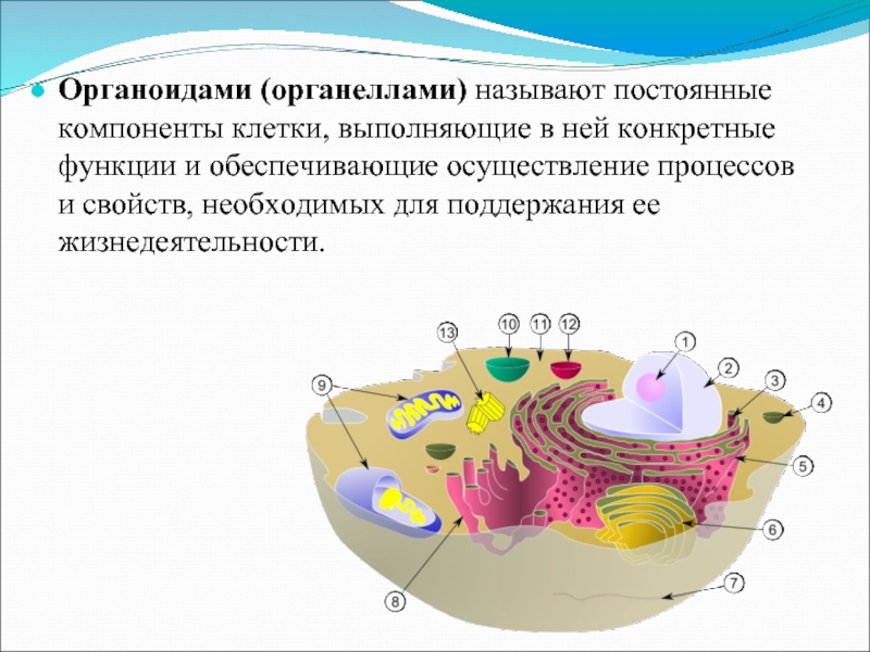 Определите органоиды клетки. Органеллы клетки. Постоянные компоненты клетки. Органеллы дрожжевой клетки. Компоненты органеллы.