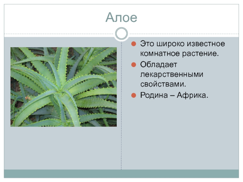 Польза алоэ проект 4 класс