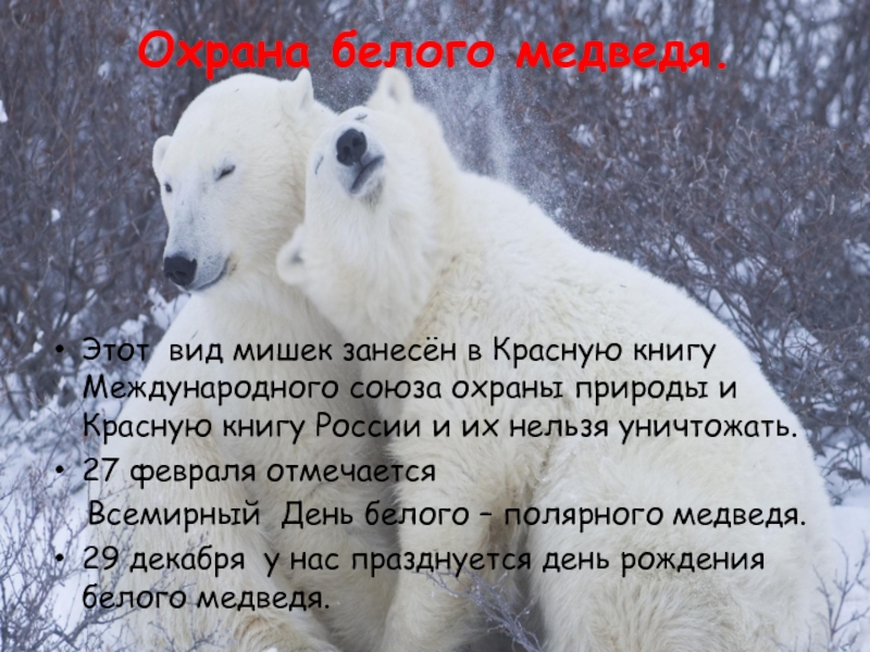 Почему медведи занесены в красную книгу. Охрана белых медведей. Белый медведь красная книга. День белого медведя. Всемирный день белого медведя.