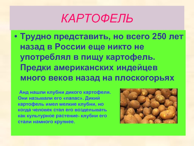 Овощные культуры картофель доклад