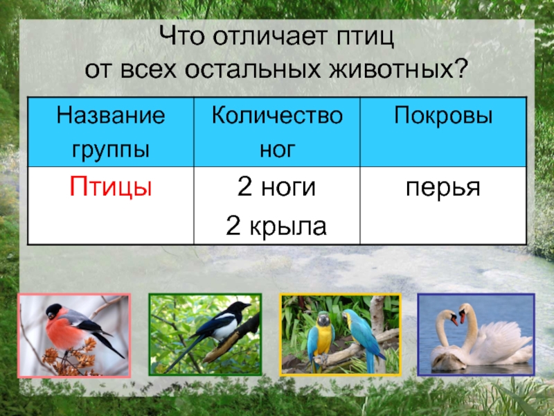 Что отличает птиц  от всех остальных животных?