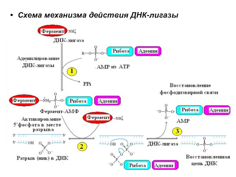 Лигаза сшивает. Схема механизма действия ДНК-лигазы. Механизм действия ДНК-лигазы. Т4 ДНК лигаза. Механизм действия т4 ДНК лигазы.