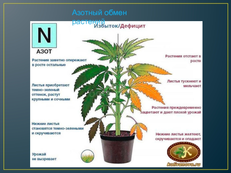 В чем особенность процесса роста у растений. Продукт азотистого обмена у растений. Влияние азота на растения. Влияние азота на рост растений. Азотный обмен растений.