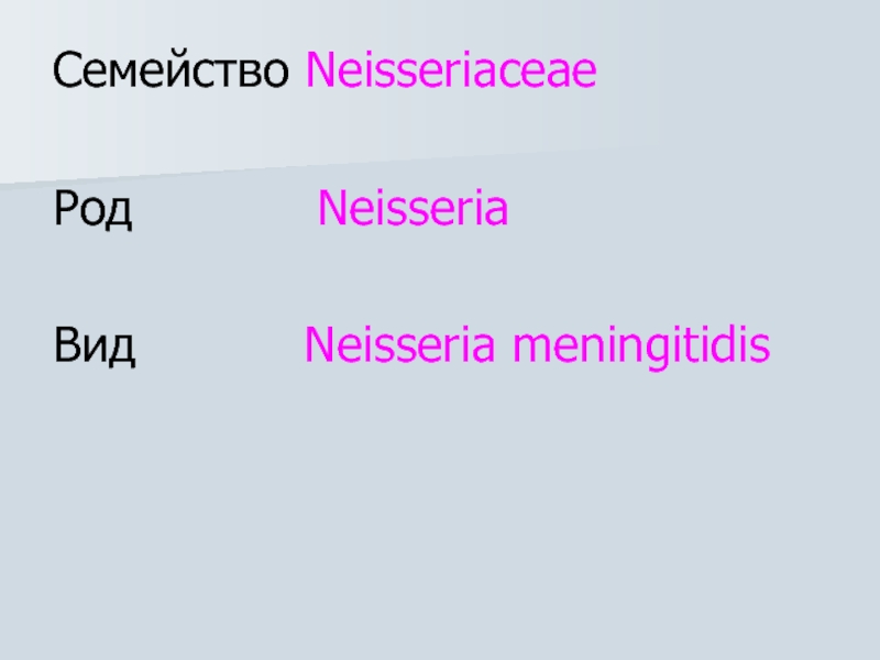 Семейство Neisseriaceae
Род Neisseria
Вид Neisseria meningitidis