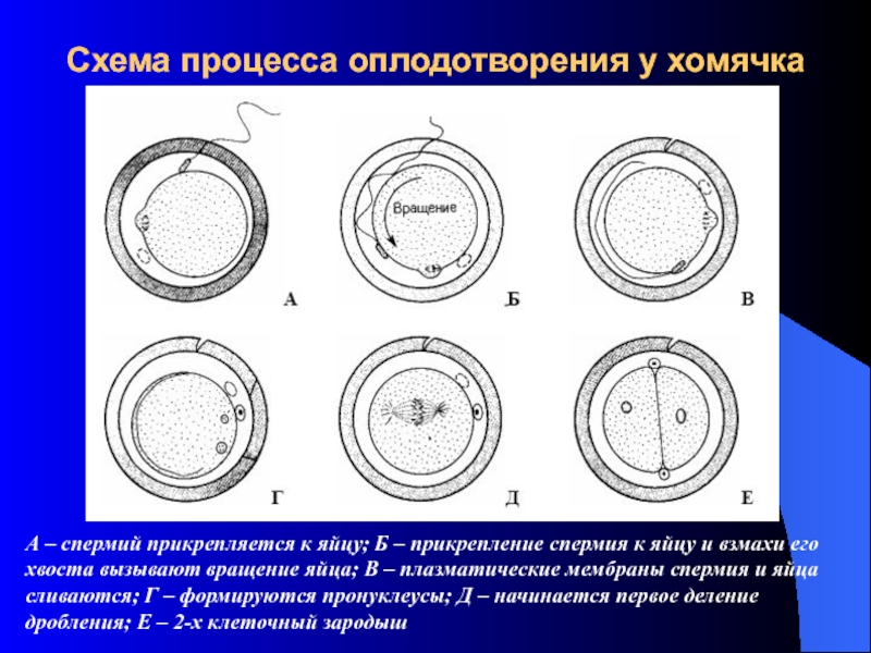 3 оплодотворение