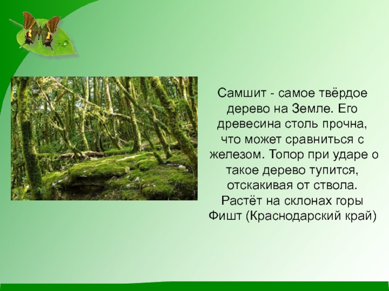 Самое твердое дерево. Самое твердое дерево на земле. Самшит самое твердое дерево. Самая твердая древесина.