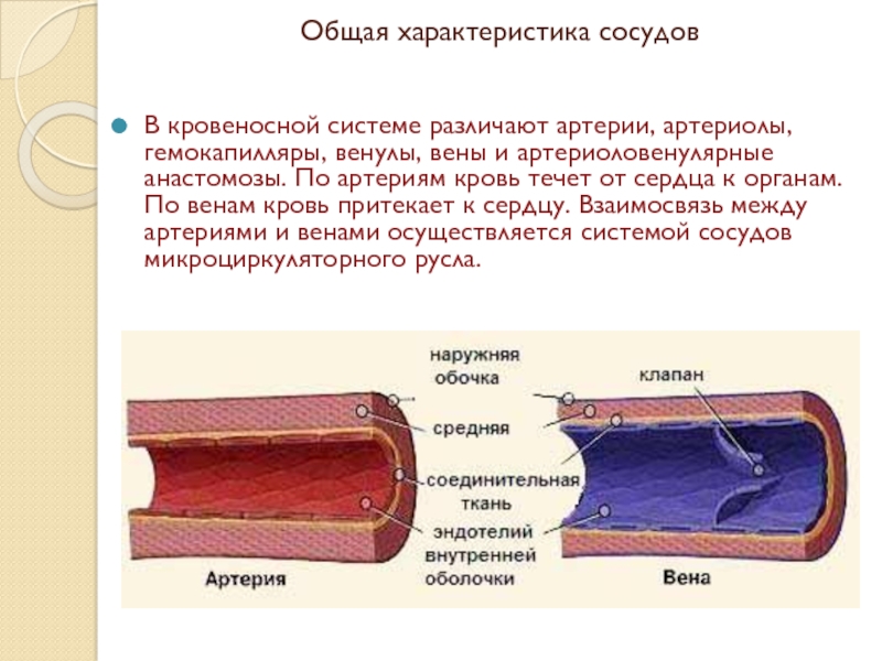 План строения кровеносных сосудов