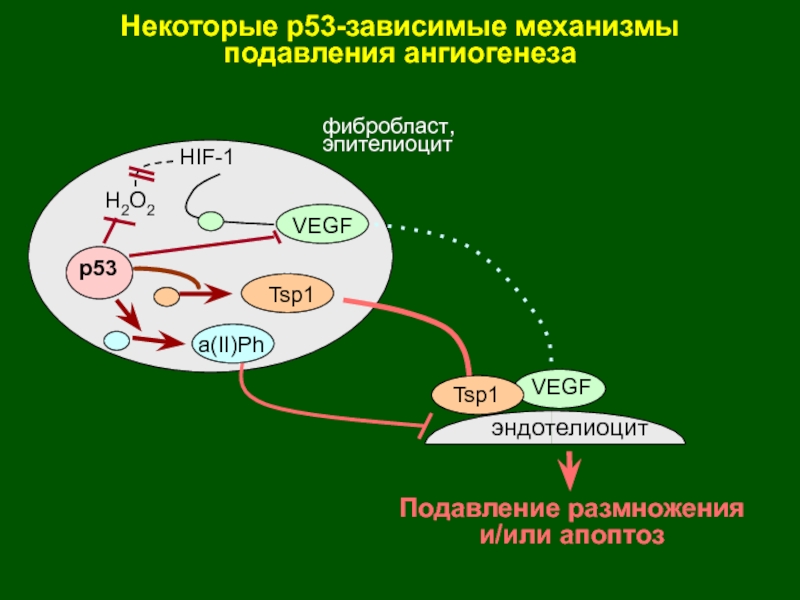 p53HIF-1VEGFVEGFTsp1Tsp1эндотелиоцитНекоторые р53-зависимые механизмыподавления ангиогенеза Подавление размноженияи/или апоптозфибробласт,эпителиоцитH2O2a(II)Ph