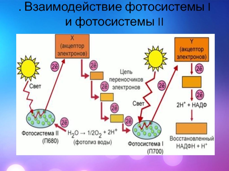 В реакциях фотосинтеза энергия света. Фотосистема 1 и 2. Фотосистема II И фотосистема i.. Фотосистема 2 фотосинтез. Фотосистема 1 фотосинтез.