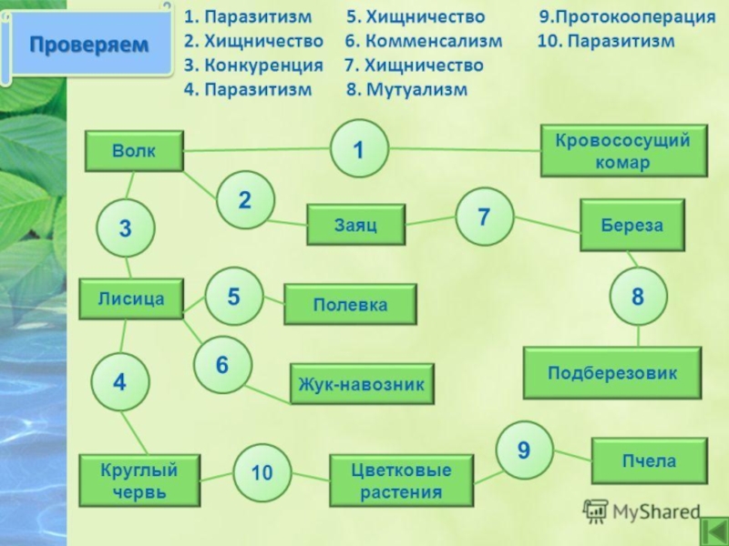 Типы взаимоотношений организмов презентация