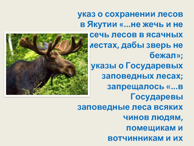 указ о сохранении лесов в Якутии «...не жечь и не сечь лесов в ясачных местах, дабы зверь