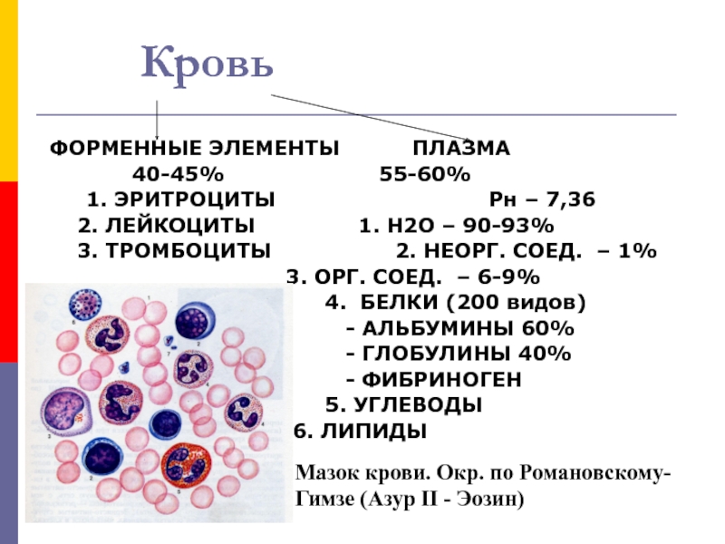 Защитные элементы крови. Лейкоциты периферической крови. Кровь форменные элементы гистология тромбоциты. Форменные элементы крови гистология лейкоциты. Функции клеток эритроциты лейкоциты тромбоциты.