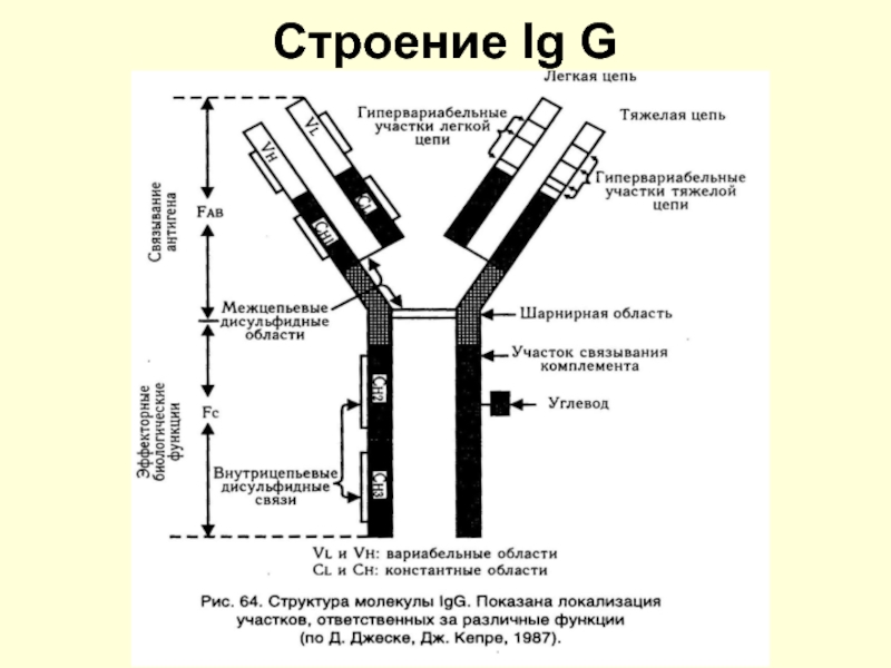 Схема строения иммуноглобулина g