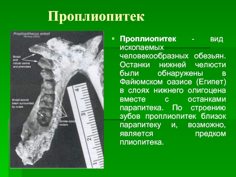 ПроплиопитекПроплиопитек - вид ископаемых человекообразных обезьян. Останки нижней челюсти были обнаружены в Файюмском оазисе (Египет) в слоях