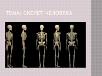 Скелет человека