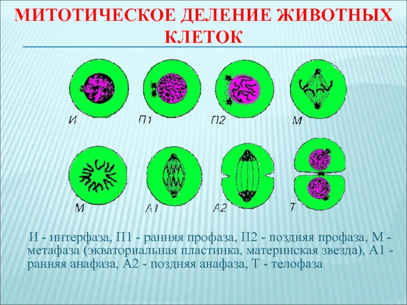 Процесс деление клетки объект. Митотическое деление профаза 1. Интерфаза 1 митотическое деление. Митотическое деление клетки. Деление клетки животных.