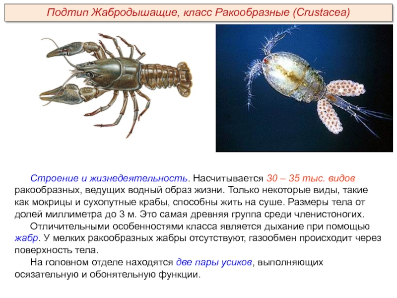 Краткая характеристика ракообразных. Ракообразные обитающие на суше. Характеристика класса ракообразные. Тип симметрии членистоногих. Тип симметрии у ракообразных.