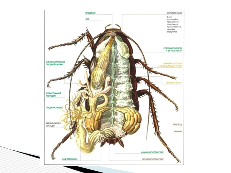 Внутреннее строение насекомых. Клоп строение тела. Внешнее и внутреннее строение насекомых 7 класс биология. Нервные окончания у насекомых.