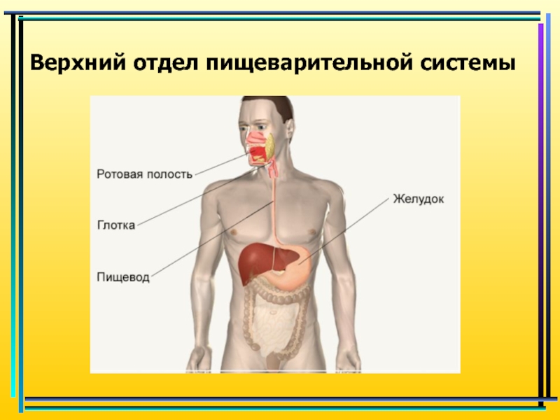 Пищеварение в ротовой полости и в желудке 8 класс биология презентация