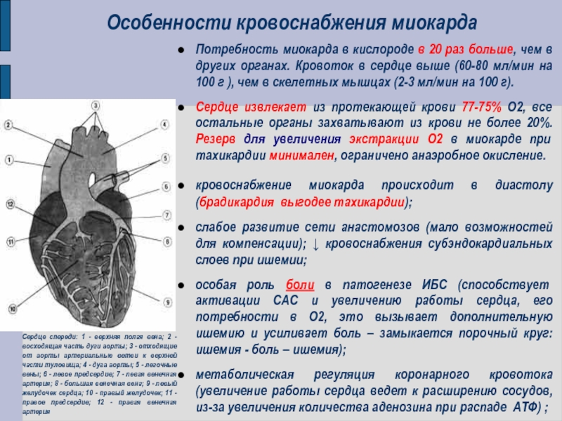 Общая схема кровообращения особенности микроструктуры сердечной мышцы цикл сердечных сокращений