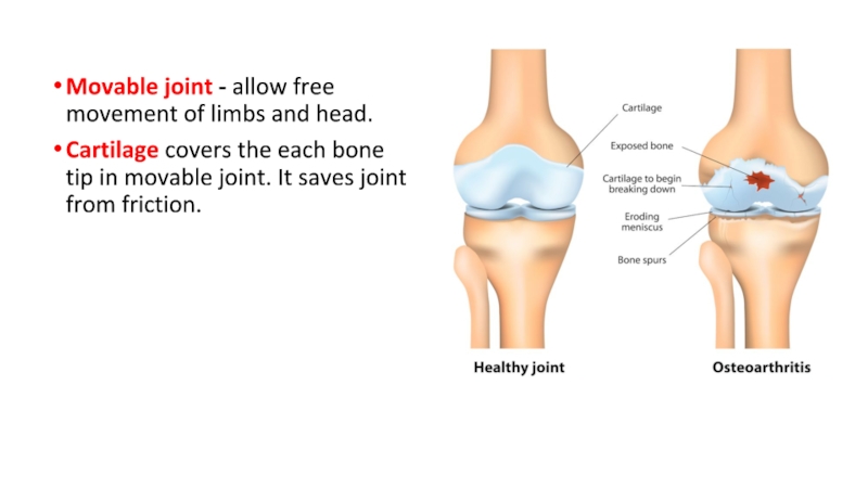 Movable joint - allow free movement of limbs and