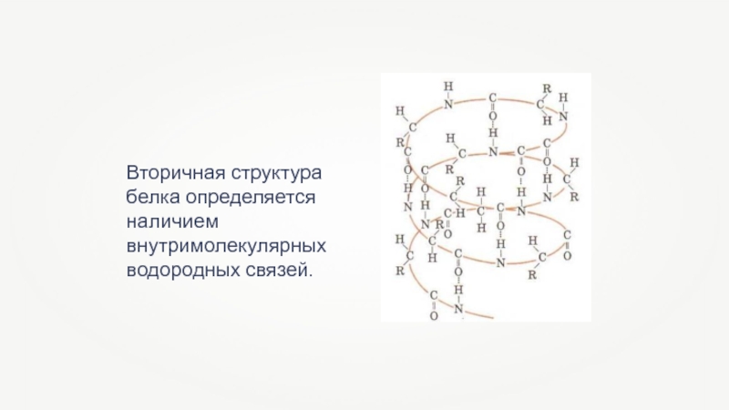 Вторичная структура белка поддерживается связями