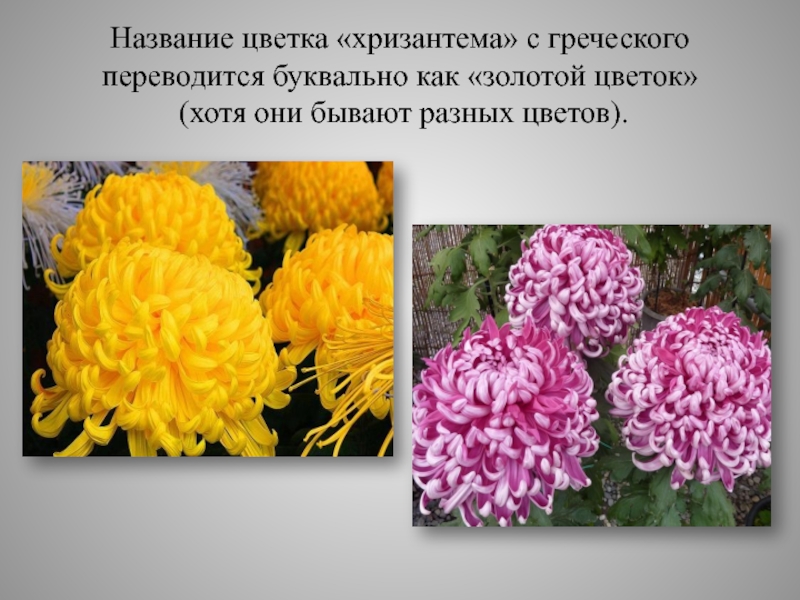 Хризантема камелия фото и описание
