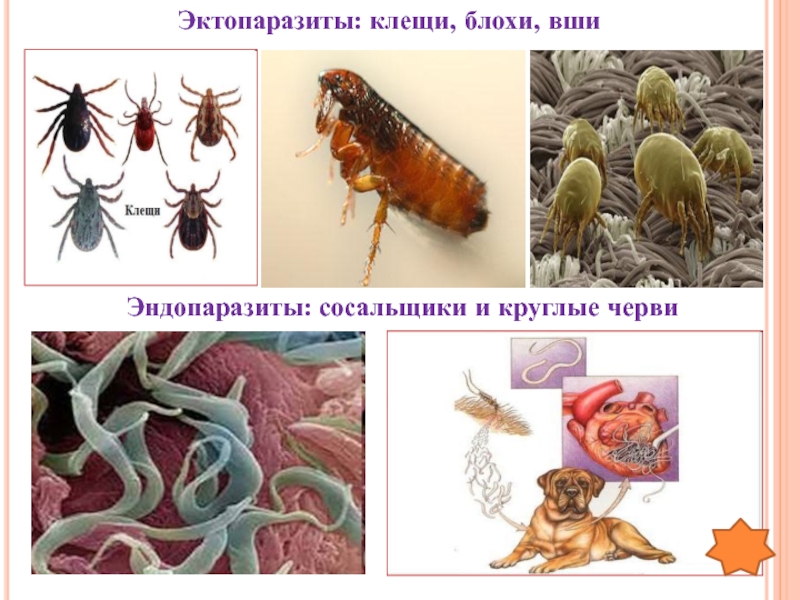Чем наружные паразиты отличаются от. Эндопаразиты и эктопаразиты. Паразиты эндопаразиты эктопаразиты. Наружные паразиты клещи. Эктопаразиты эндопаразируемы.