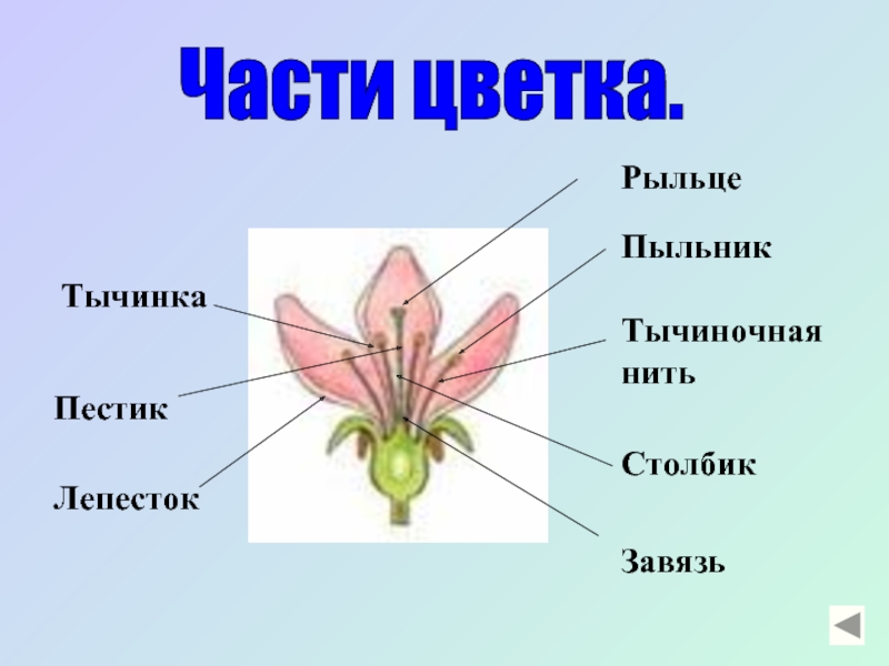 Строение цветка 3 класс окружающий мир схема